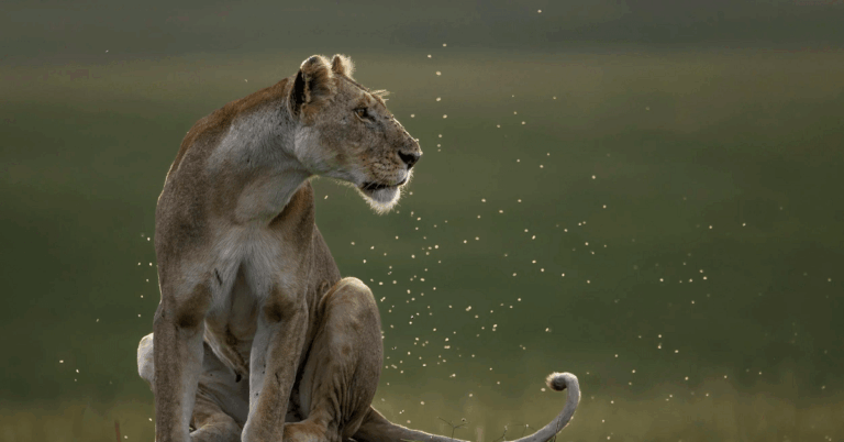 The Great Migration Odssey | 9 Days in the Untamed Heart of the Serengeti and Ngorongoro.