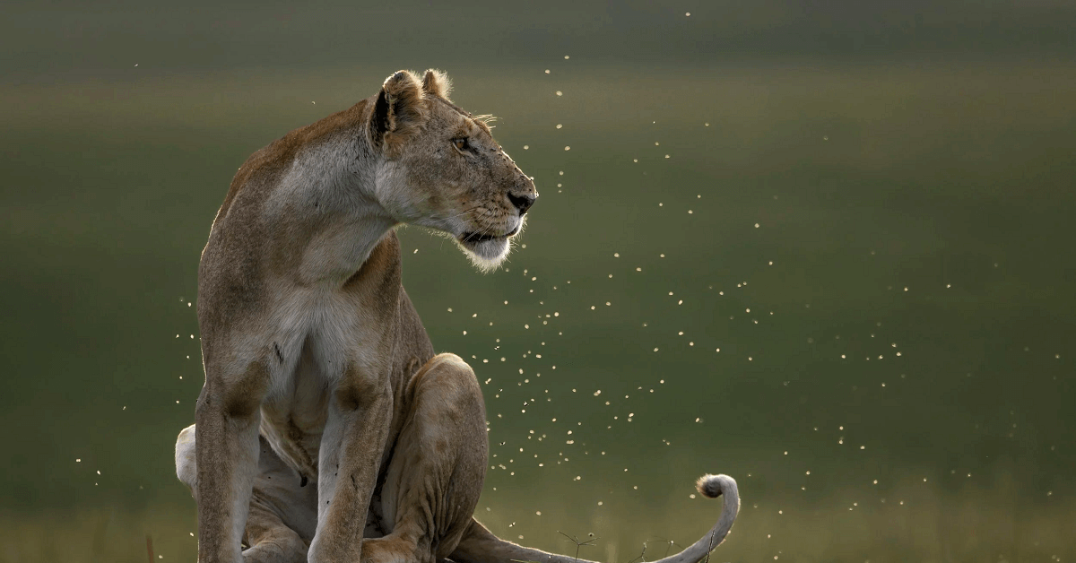 The Great Migration Odssey | 9 Days in the Untamed Heart of the Serengeti and Ngorongoro.