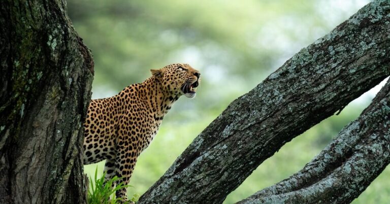 Predator’s Path: 6 Days tracking Big cats, Vast herds, and Africa’s rawest wild spaces.