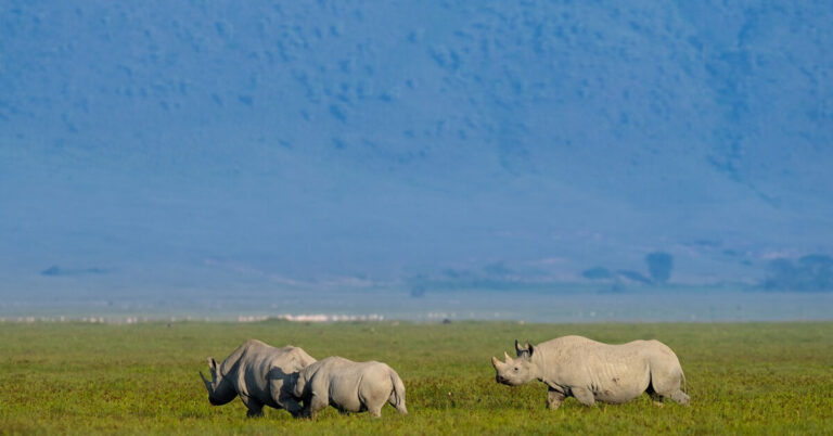 Where the Wild Meets the Waves | A 5-Day Serengeti Safari & Zanzibar Beach Escape.