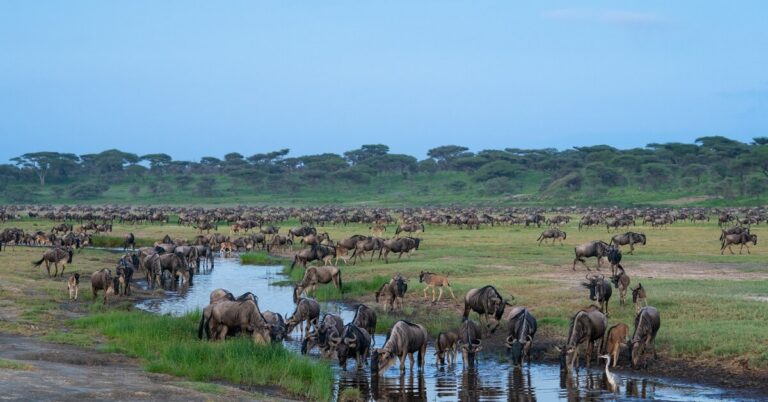 Serengeti & Crater Majesty |  3-Night Safari Escape to Serengeti & Ngorongoro Conservation Area.