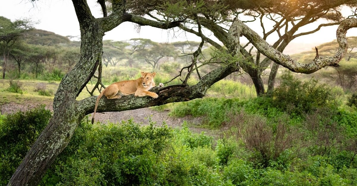 Majestic Horizons of Tanzania | From flamingo-filled lakes to the Endless Serengeti plains.