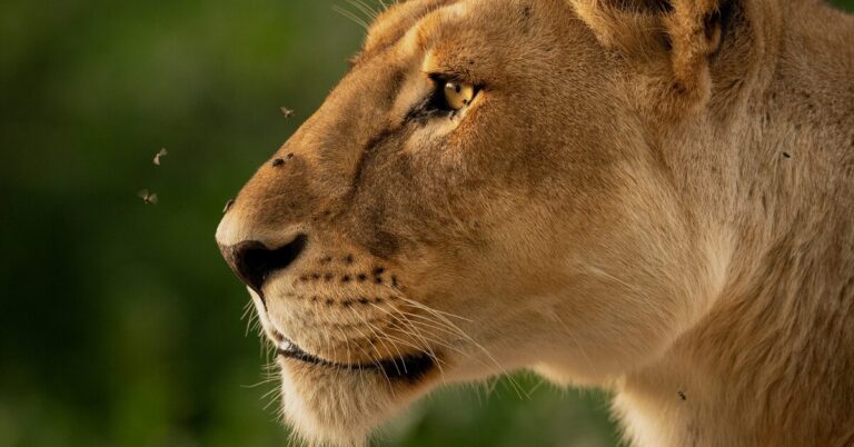 Luxury In Serengeti: 5 Nights of Luxury In Serengeti Wilderness with 10% OFF.