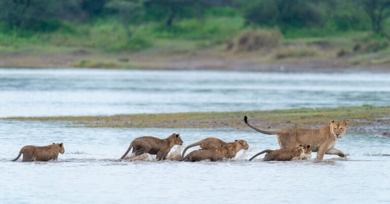 Wild Tracks to White Sands | 7-Nights of indulgence from Wild savannahs to Pristine Indian Ocean sands.