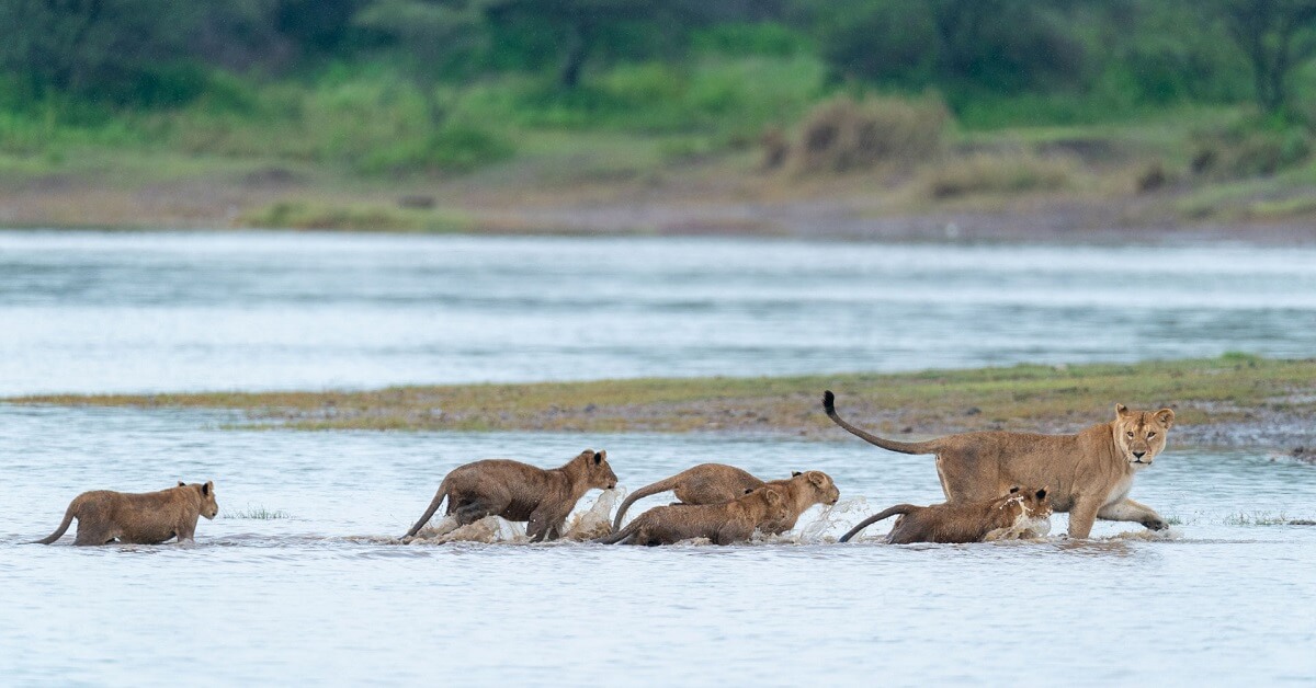 Wild Tracks to White Sands | 7-Nights of indulgence from Wild savannahs to Pristine Indian Ocean sands.