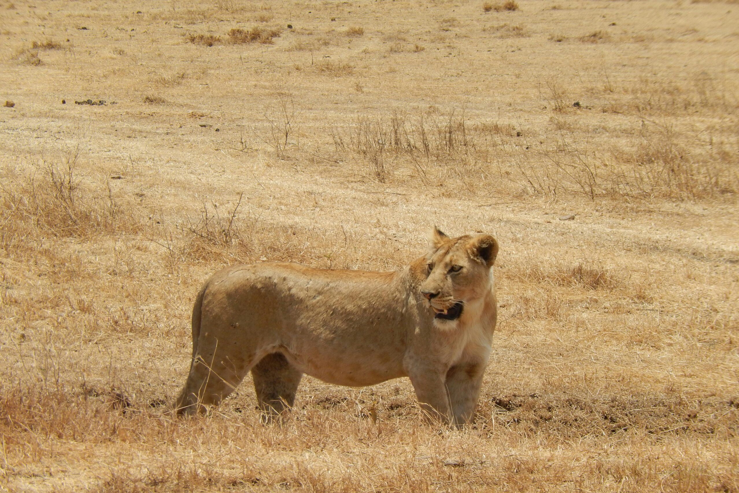 pexels-david-desrocher-493490-7341948