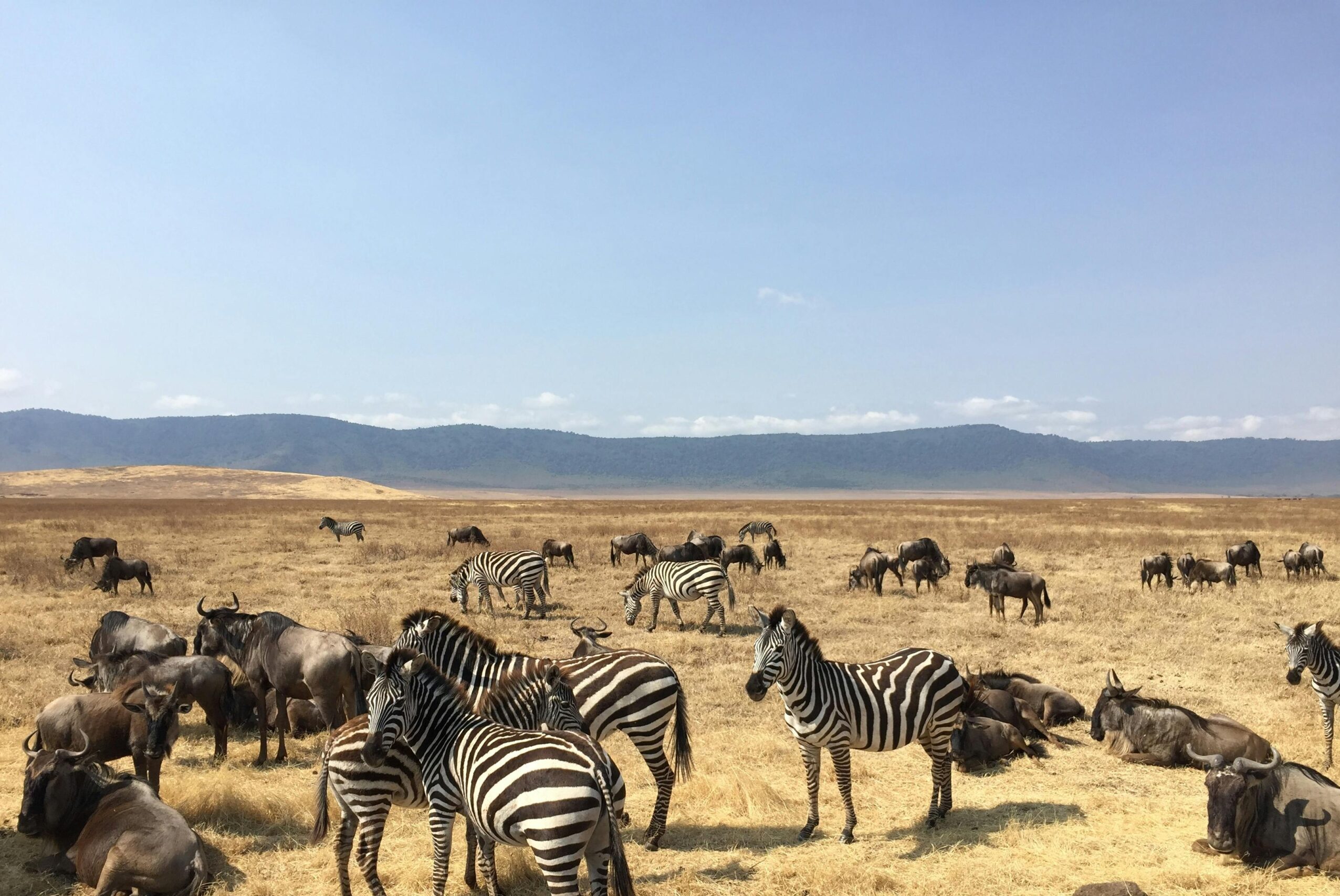 pexels-joaoaguiar-7731450