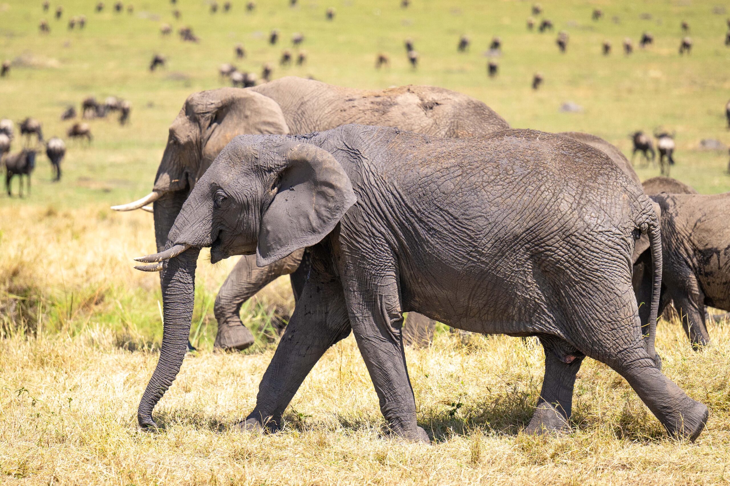 Luxury In Serengeti: 5 Nights of Luxury In Serengeti Wilderness with 10% OFF.