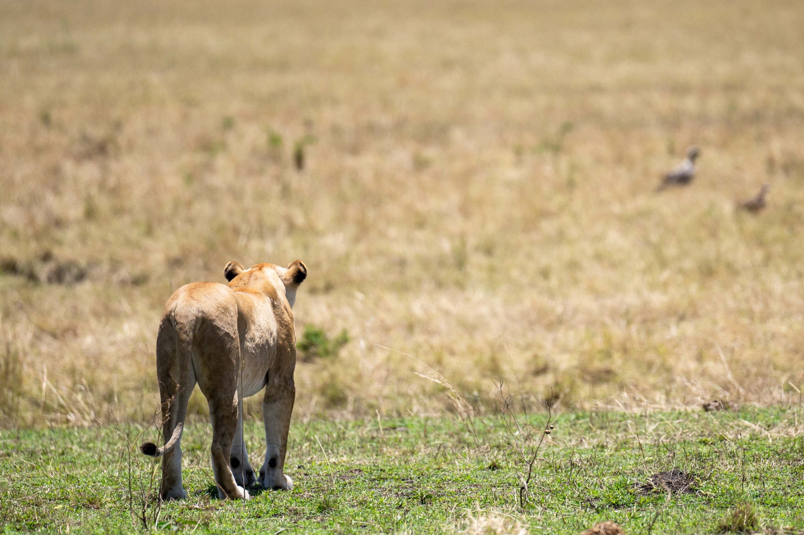 Majestic Horizons of Tanzania | From flamingo-filled lakes to the Endless Serengeti plains.
