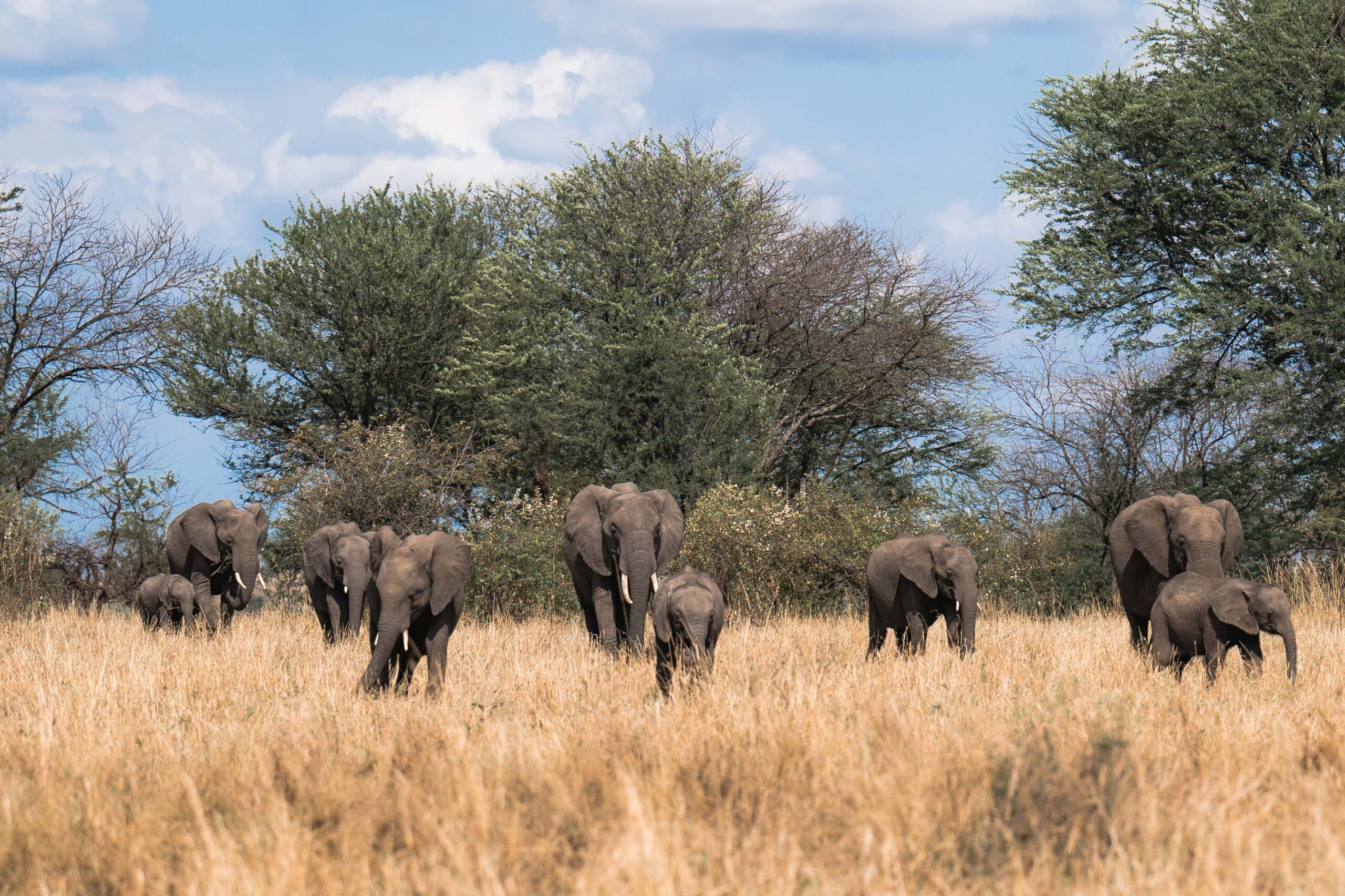 Majestic Horizons of Tanzania | From flamingo-filled lakes to the Endless Serengeti plains.