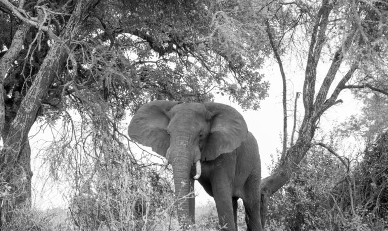 Wild Heart Expedition | 7 days of Elephant Kingdom, Flamingo Lakes and Big 5 Spotting.