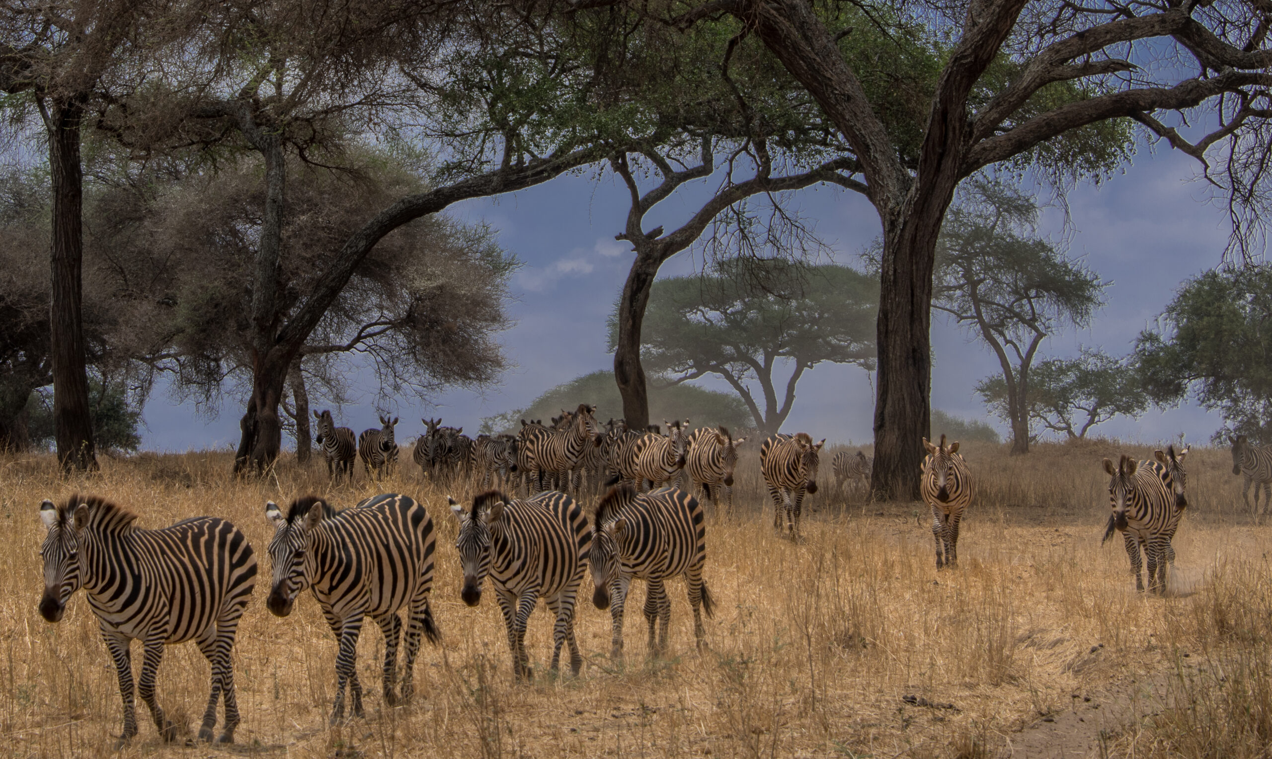 Serengeti & Crater Majesty |  3-Night Safari Escape to Serengeti & Ngorongoro Conservation Area.