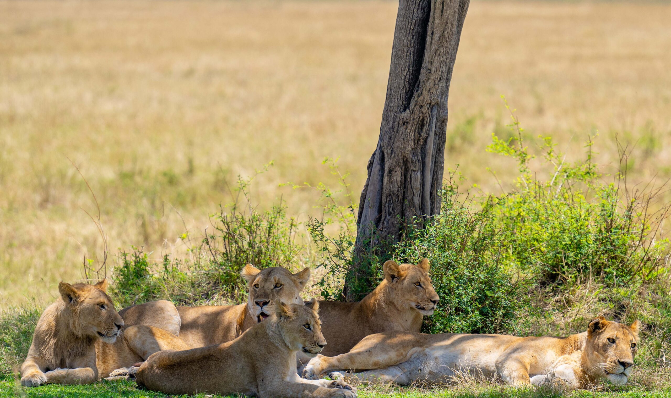 Serengeti & Crater Majesty |  3-Night Safari Escape to Serengeti & Ngorongoro Conservation Area.