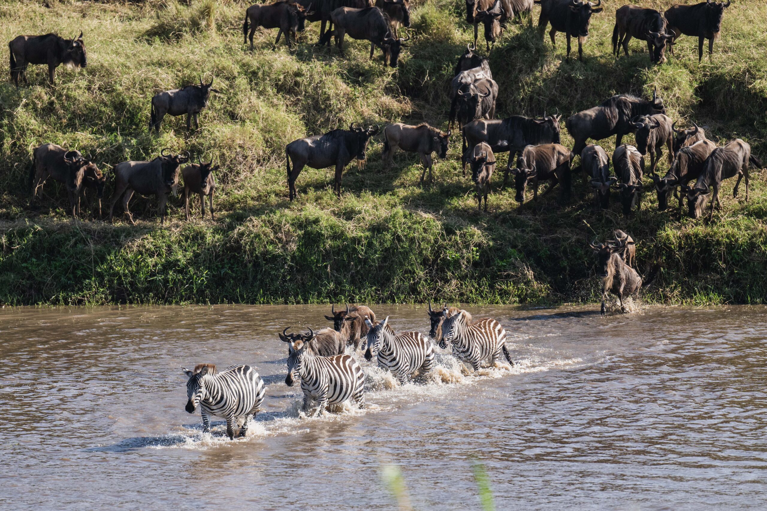 Savannah Thunder Trail: 4 Days tracking thundering herds and predator action across the Serengeti.