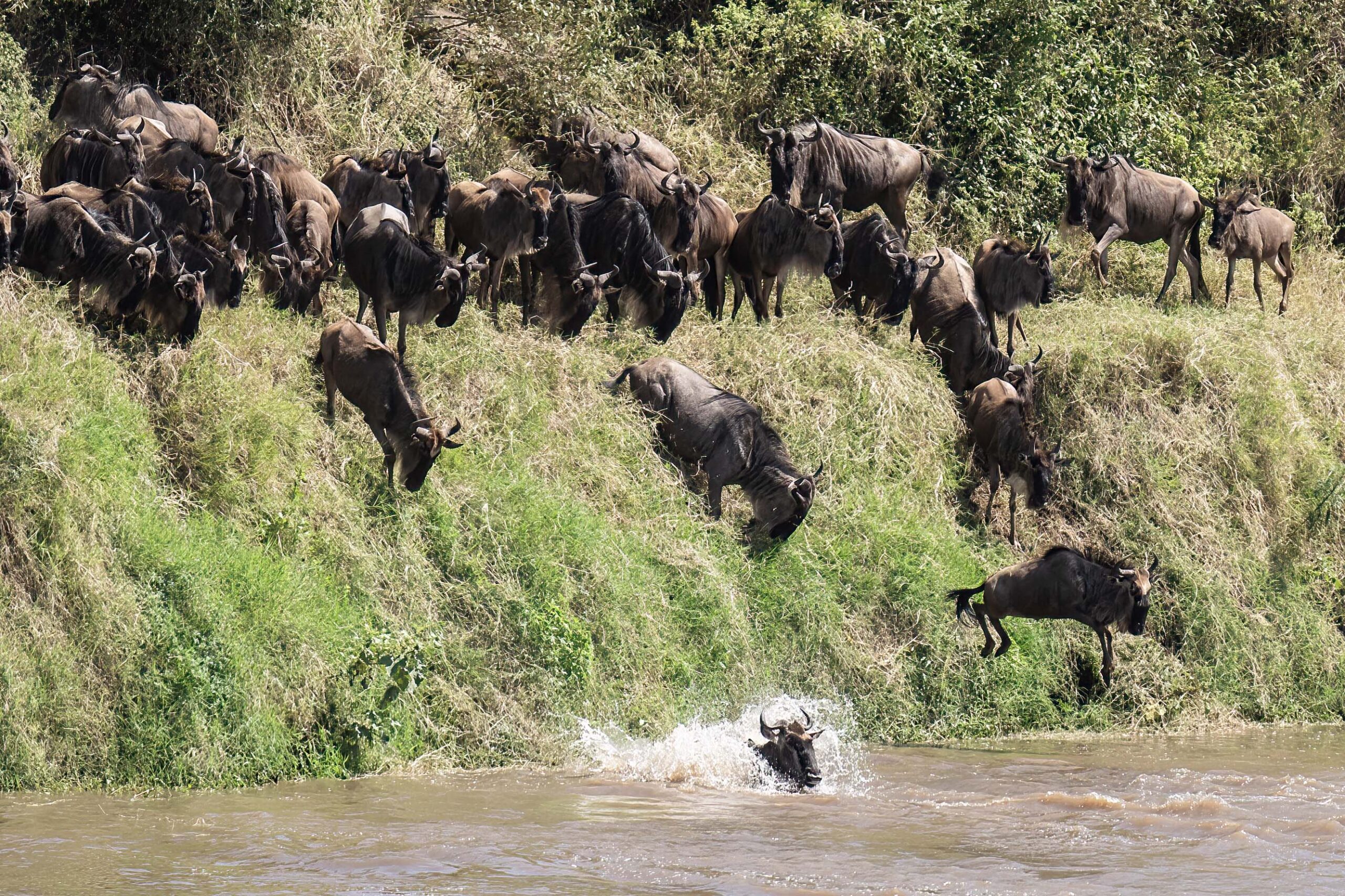 Savannah Thunder Trail: 4 Days tracking thundering herds and predator action across the Serengeti.