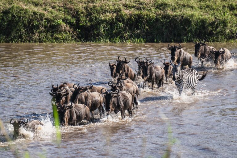 Savannah Thunder Trail: 4 Days Following the Great Migration and Predator Drama in the Serengeti.