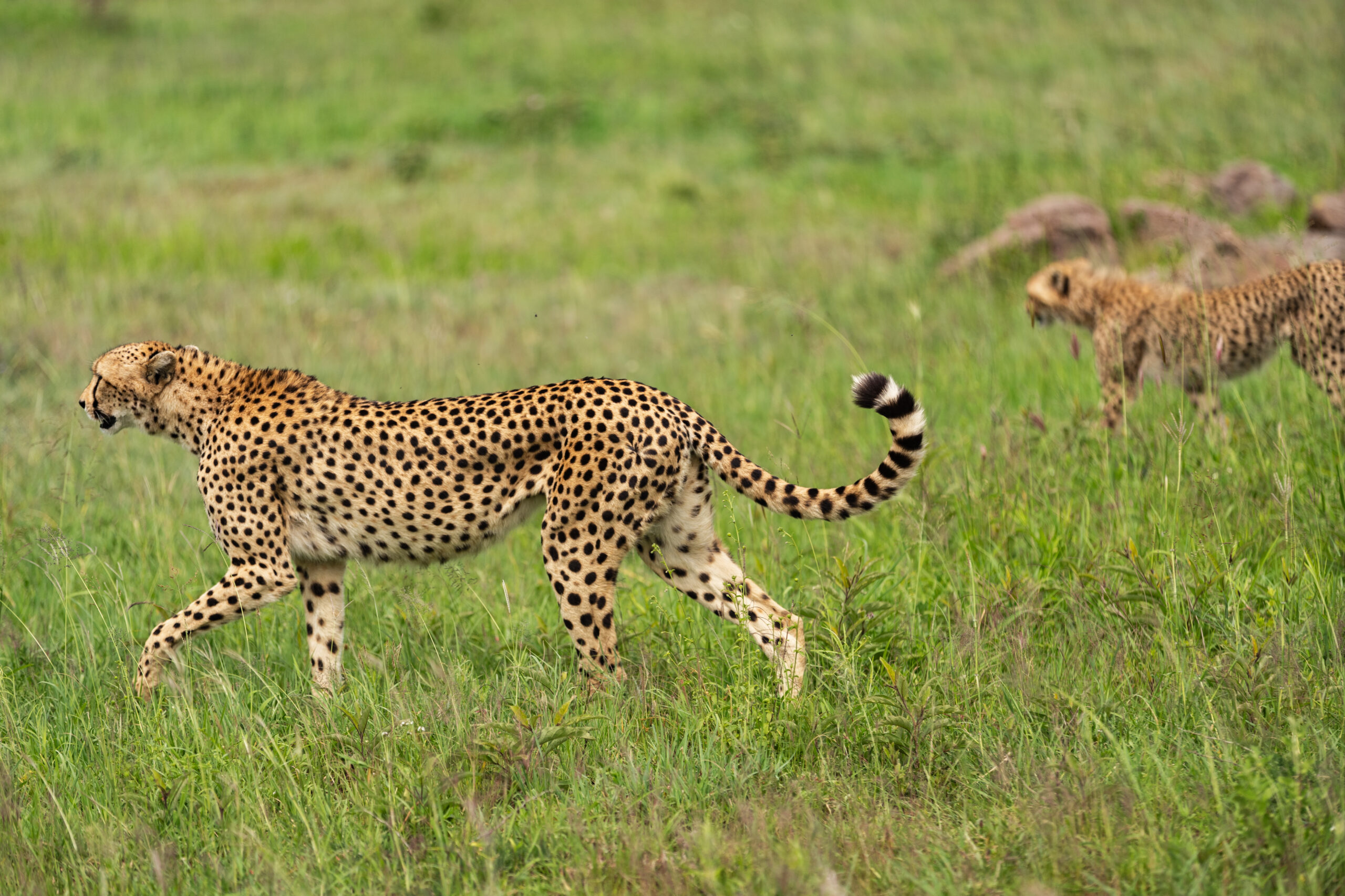 Predator’s Path: 7 Days tracking big cats, vast herds, and Africa’s rawest wild spaces.