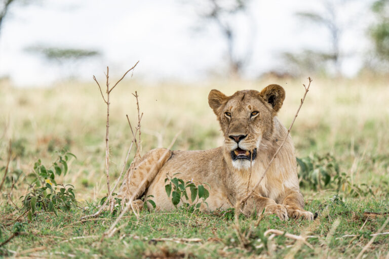 Wild Predator Chase | Masai Mara Safari Adventure for 3 Days of Big Five Encounters.