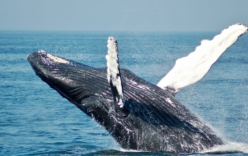 Crown of Two Cities | 4-Night Expedition from Coastal Wonders to the Heart of South Africa’s History.