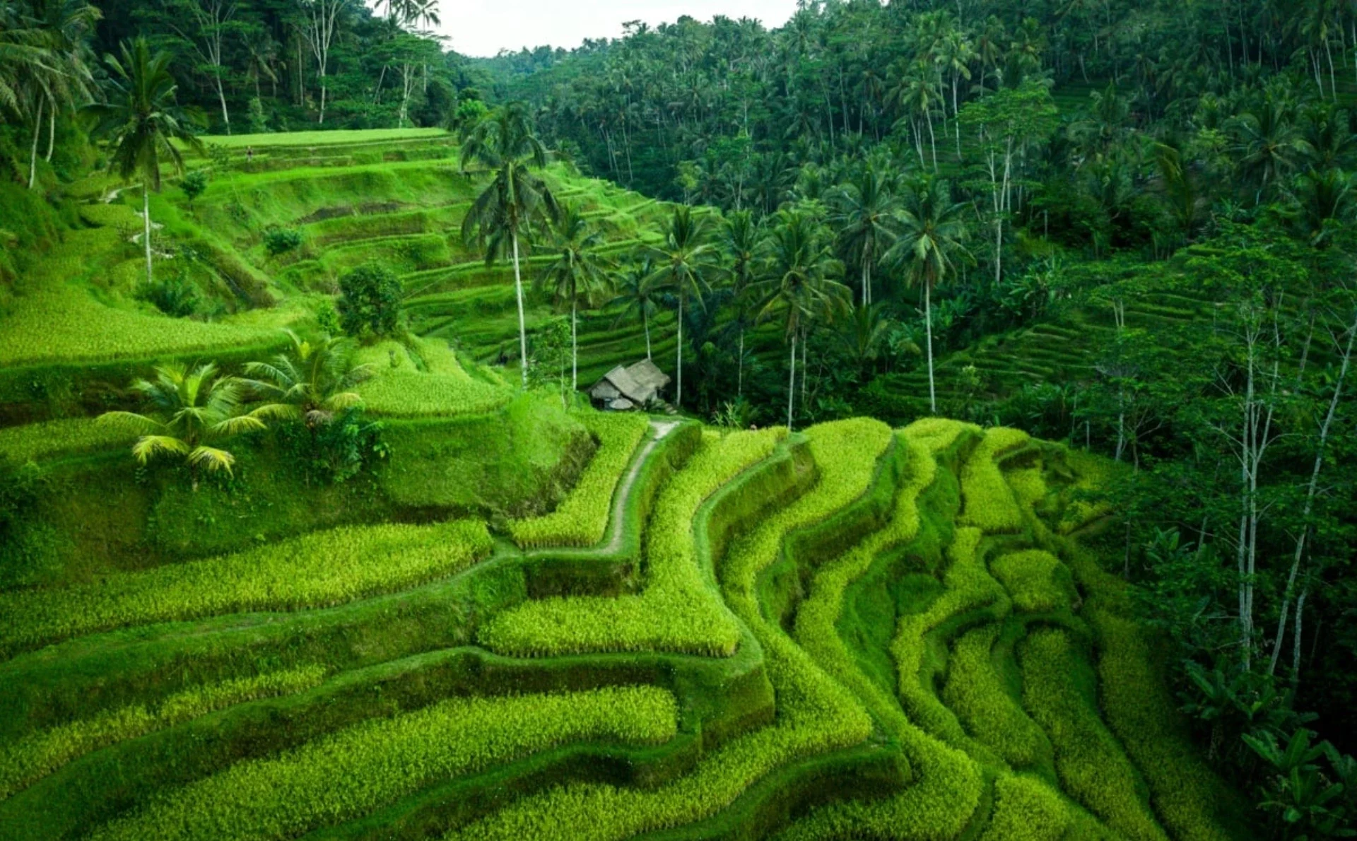 Wild Spirit Bali Expedition | 9-Nights of Thrills, Temple Cliffs, Jungle Swings & Nusa Penida Coastal Adventures.