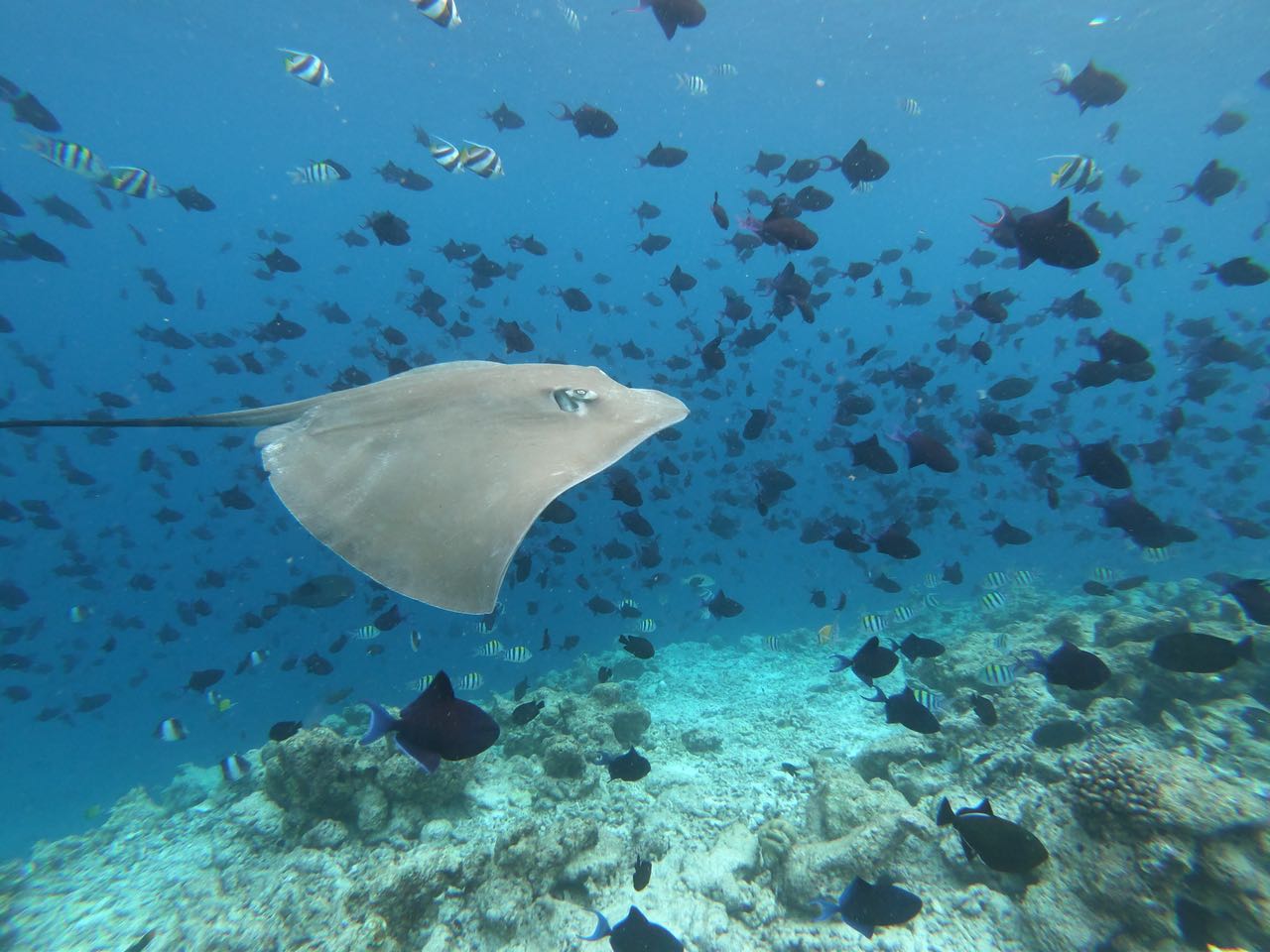 Tranquil Dreams of the Maldives | Escape for 4 Nights of Private Snorkeling, Dolphin Spotting, and Authentic Local Experiences