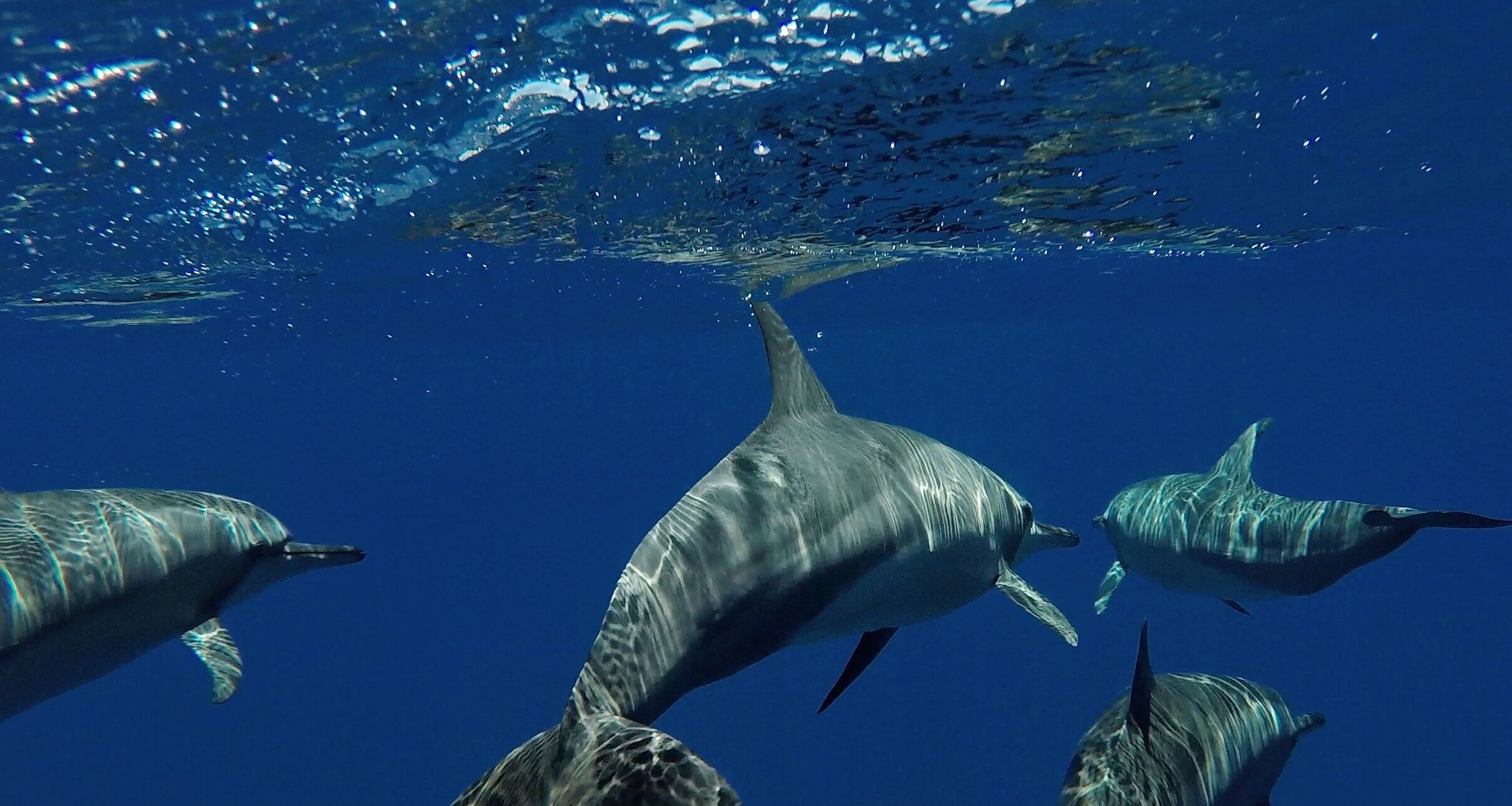 Whispers of the Indian Ocean | 7-Nights of Manta Rays, Whale Sharks & Untamed Island Life in Maldives.