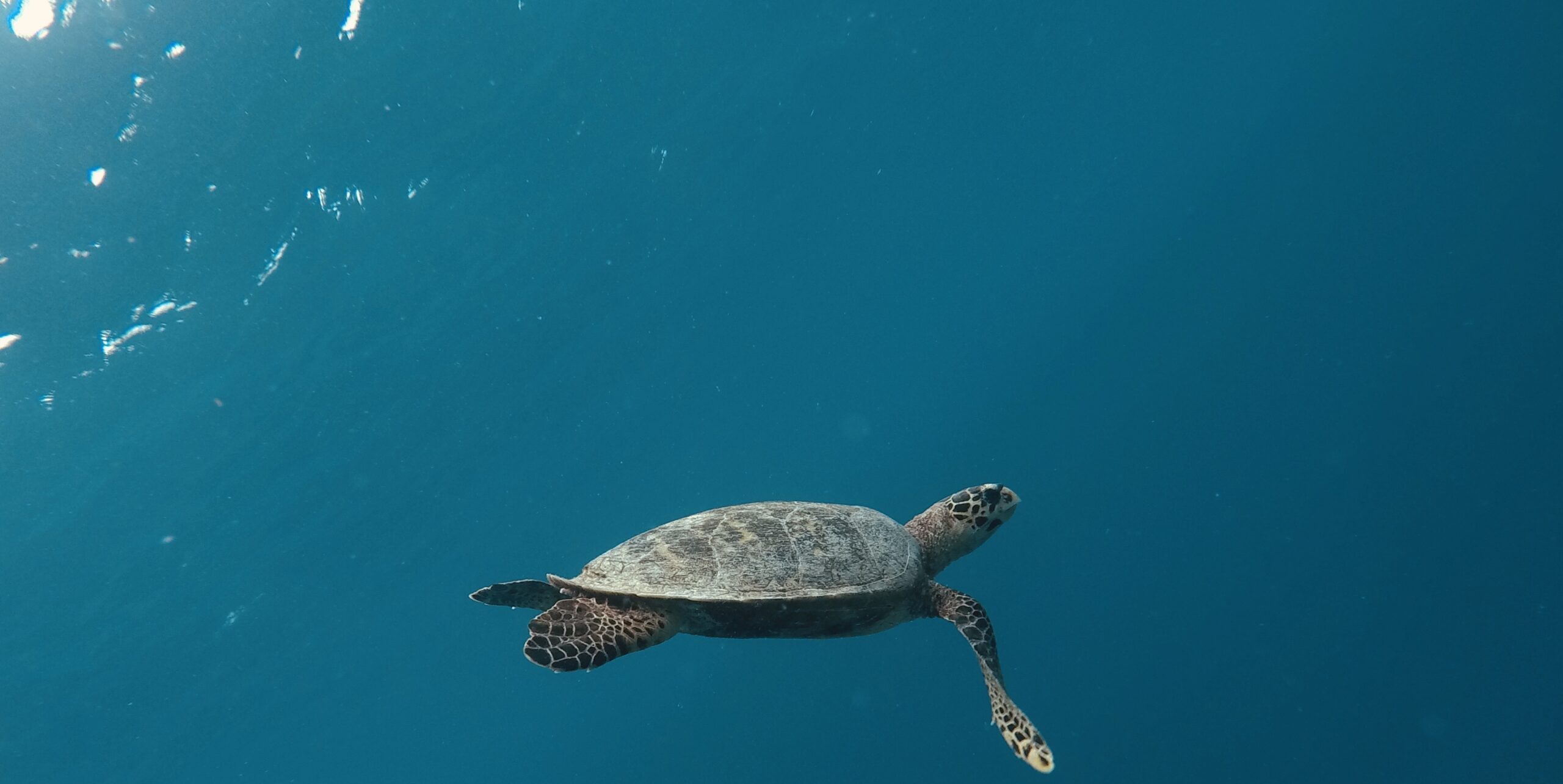 Southern Atoll Expedition | 4 Nights of Snorkeling, Jungle Walks, and Island Exploration in Southern Maldives’ Hidden Gems.