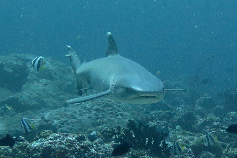 Southern Atoll Expedition | 4 Nights of Snorkeling, Jungle Walks, and Island Exploration in Southern Maldives’ Hidden Gems.