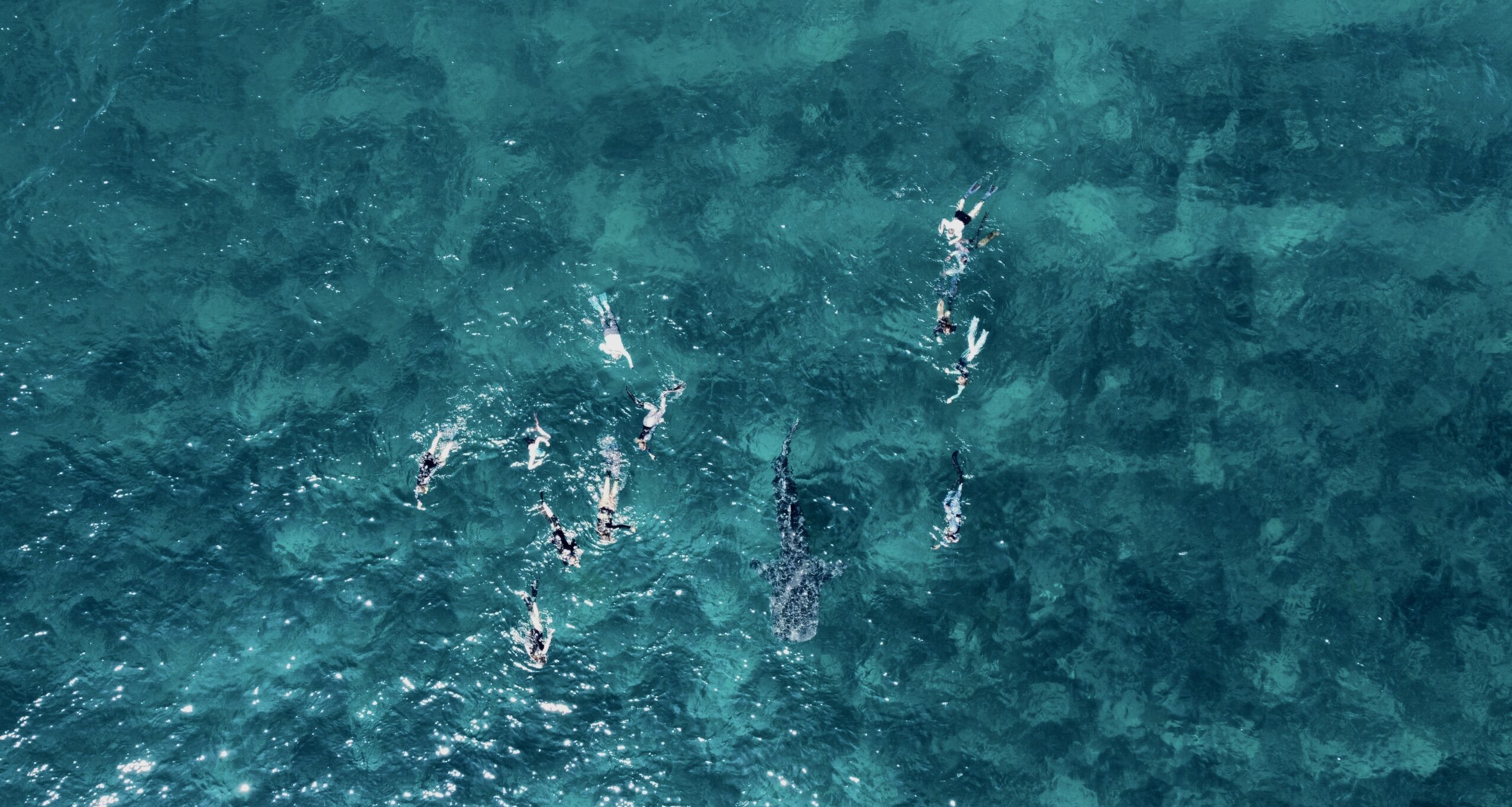 Whispers of the Indian Ocean | 7-Nights of Manta Rays, Whale Sharks & Untamed Island Life in Maldives.