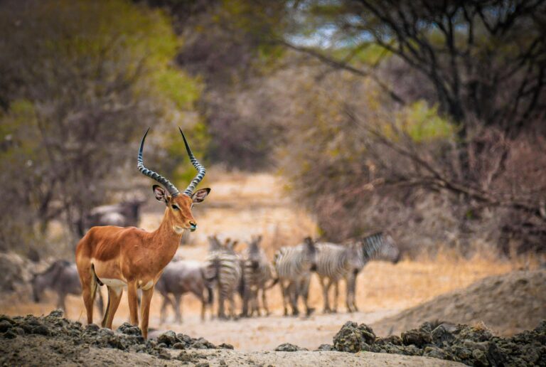 Golden Dunes of the Kalahari | 4 Nights of Quad biking, Meerkat encounters, and remote Botswana Adventure.