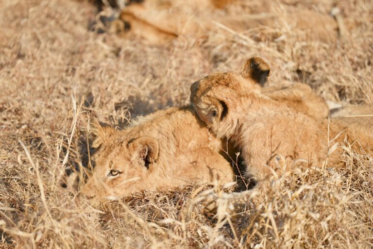 Opulent Delta & Desert | 6-Nights of Luxury, where Sparkling waters meet the Stark brilliance of the Makgadikgadi Pans.