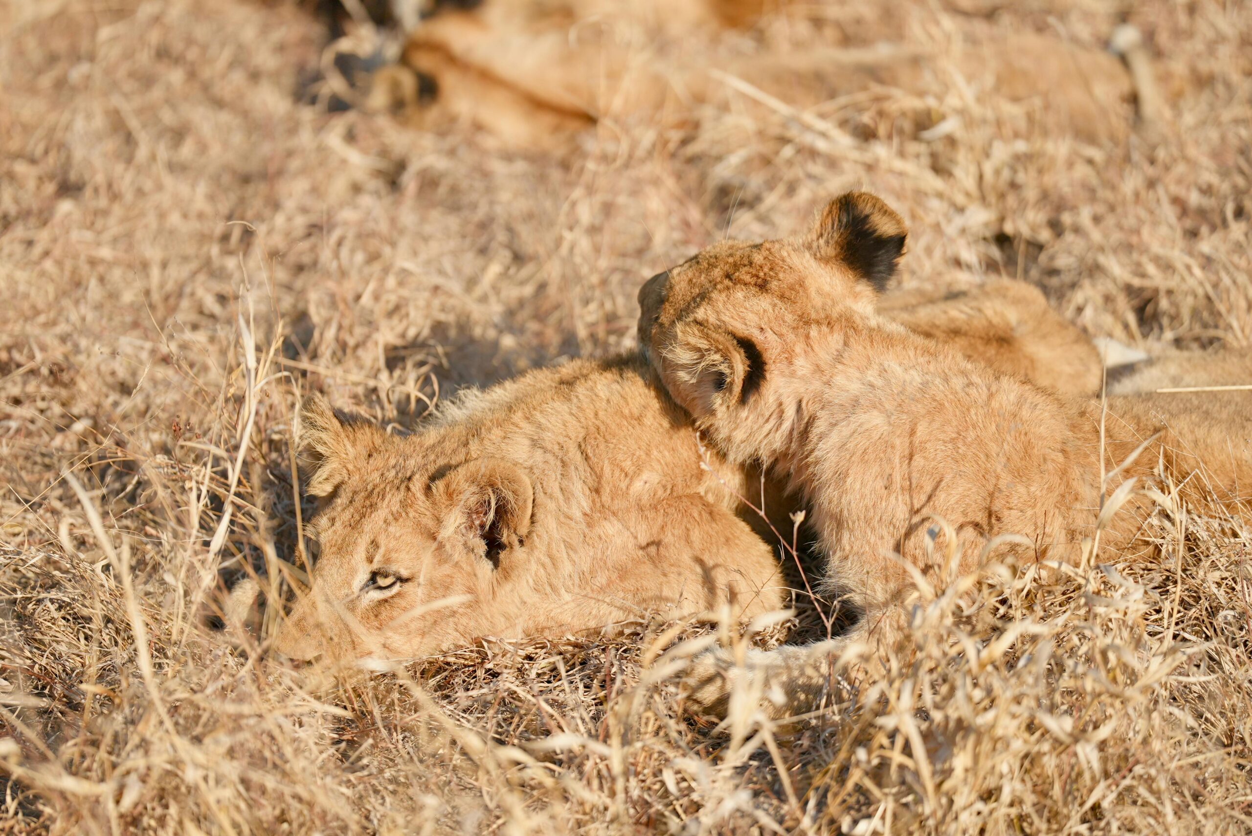 Opulent Delta & Desert | 6-Nights of Luxury, where Sparkling waters meet the Stark brilliance of the Makgadikgadi Pans.