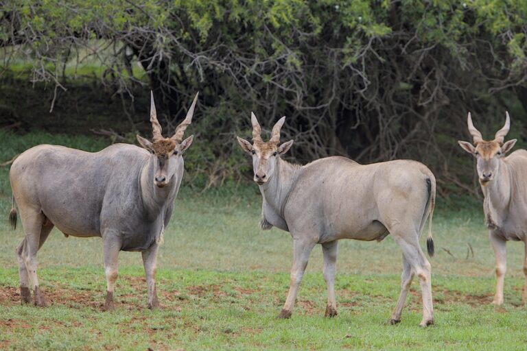 Zambia Legacy of River & Thunder | 6-night expedition across Zambia Night drives, Canoe safaris, Fishing, and  power of the Falls.