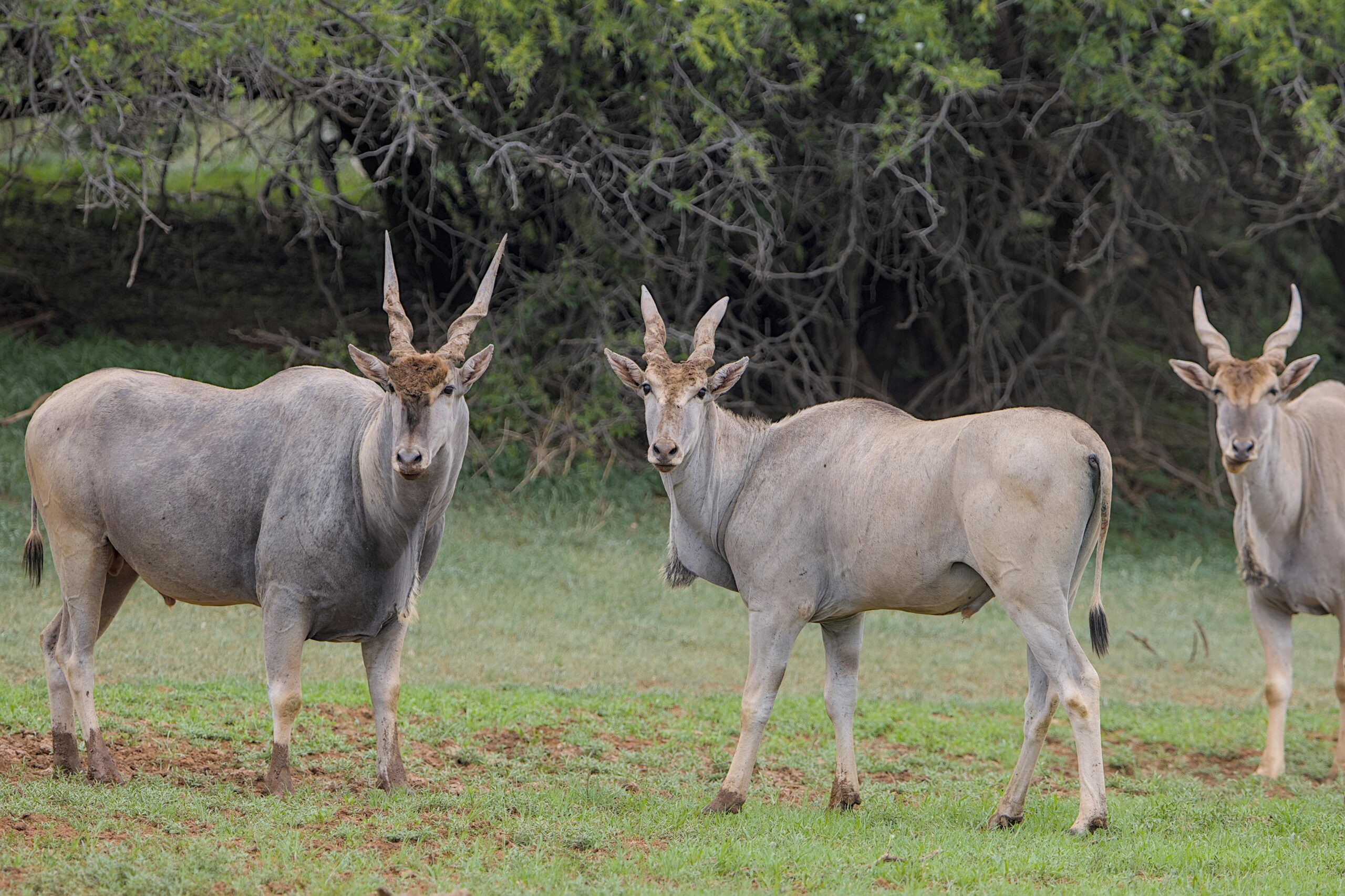 Zambia Legacy of River & Thunder | 6-night expedition across Zambia Night drives, Canoe safaris, Fishing, and  power of the Falls.