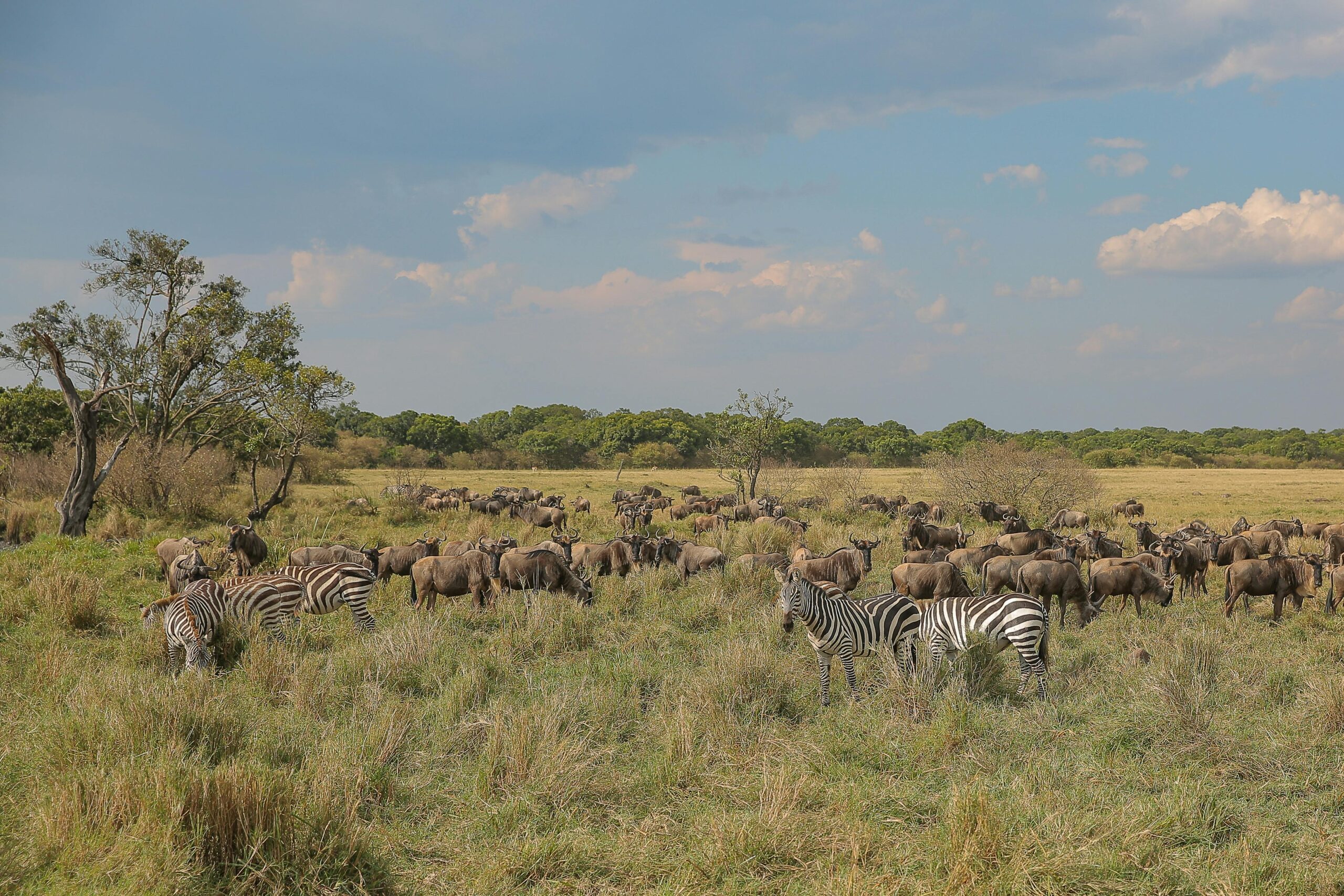 Zambia Safari Trek | 5-Nights of immersive Game drives, Walking safaris, and Zambezi Adventures.